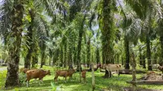 Dianggap Jadi Hama, Siska Tidak Berjalan Maksimal di Riau