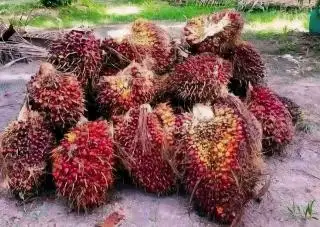 Harga TBS Kelapa Sawit di Bengkulu Tengah Rp 2.260 Per Kilogram