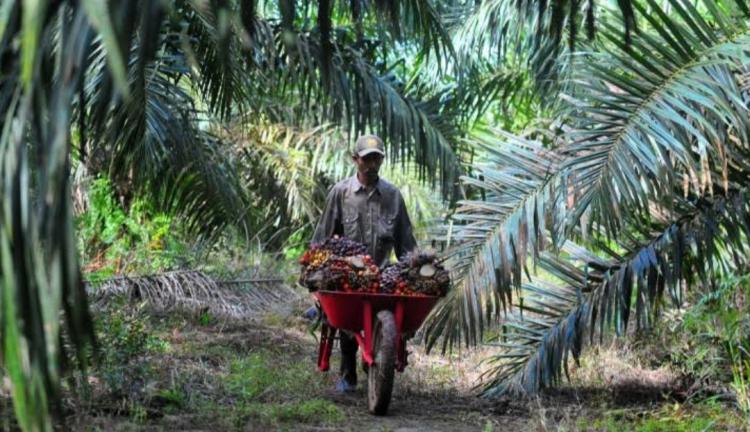 Harga TBS Sumbar Masih yang Tertinggi, Kalteng Menyodok ke Posisi Ketiga
