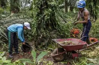 Buruh Perkebunan Sawit di Bengkulu Menanti Keadilan Sosial