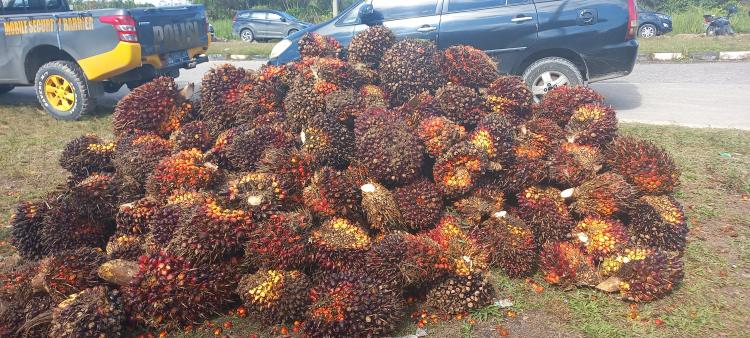 Harga Sawit di Kaltim Turun Tipis