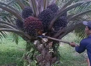 Pemda Bengkulu Giat Ajukan Usulan Bantuan Sarpras untuk Dukung Petani Sawit