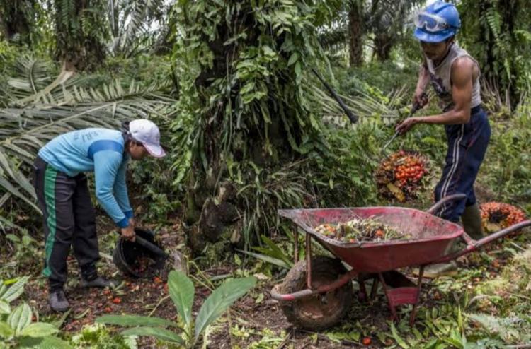 Buruh Perkebunan Sawit di Bengkulu Minta Kenaikan Upah