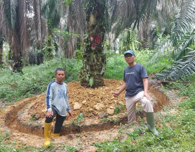 Petani Harus Tahu Nih, Begini Cara Ampuh Cegah Ganoderma Pada Sawit