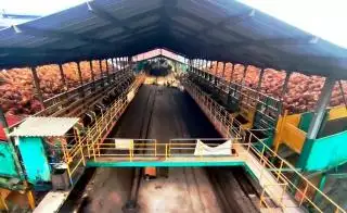 Jelang Rapat Penetapan di Disbun Riau, Harga TBS Sawit di Tingkat PKS Fluktuatif