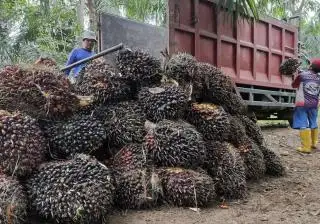 Penurunan Harga CPO Berdampak Pada Harga TBS Kelapa Sawit di Bengkulu