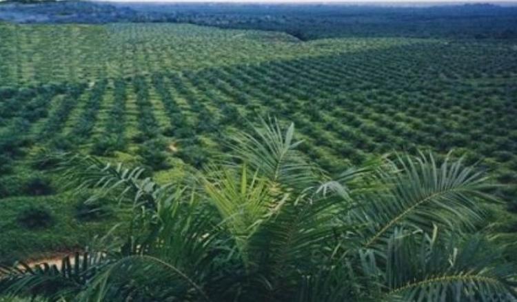 Biar Kekal Jadi 'Raja' Sawit Indonesia, Riau Bikin Berbagai Strategi, JAGA ZAPIN Contohnya!