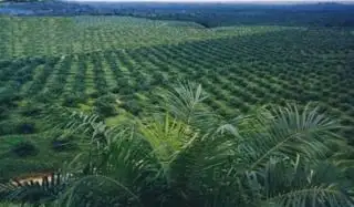 Biar Kekal Jadi 'Raja' Sawit Indonesia, Riau Bikin Berbagai Strategi, JAGA ZAPIN Contohnya!