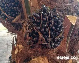 Beda Nasib dengan Plasma, Harga TBS Sawit Mitra Swadaya di Riau Justru Naik