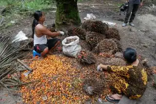 Harga Sawit di Sumbar Mulai Merangkak Naik, Kini Rp2.837,43 per Kilogram