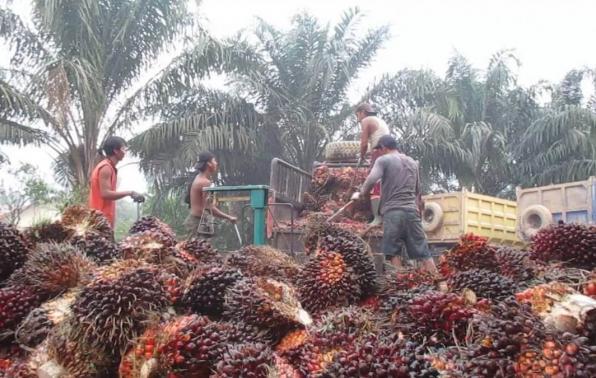 Posisi Sumut Sebagai Jawara Harga TBS Sawit Belum Goyah