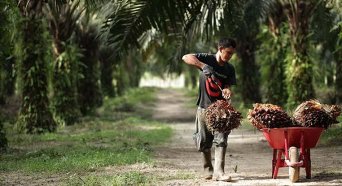 Harga TBS Mitra Swadaya di Riau Naik Tipis, Simak Daftarnya