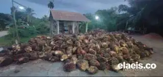 Naik Tipis, Harga Sawit di Kalteng Rp2.719,17/Kg