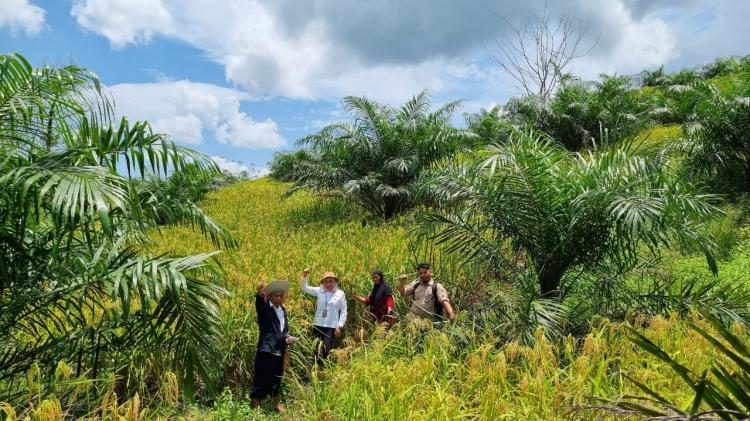 Jutaan Petani, Penyuluh, dan Babinsa Diberdayakan Antisipasi Krisis Pangan