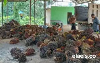 CPO Naik, Harga Sawit di Babel Ikut Terkerek Jadi Rp2.636/Kg