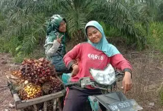Hampir 10 Tahun Berjuang, Kini Petani Sawit di Desa Muara Dua Tersenyum