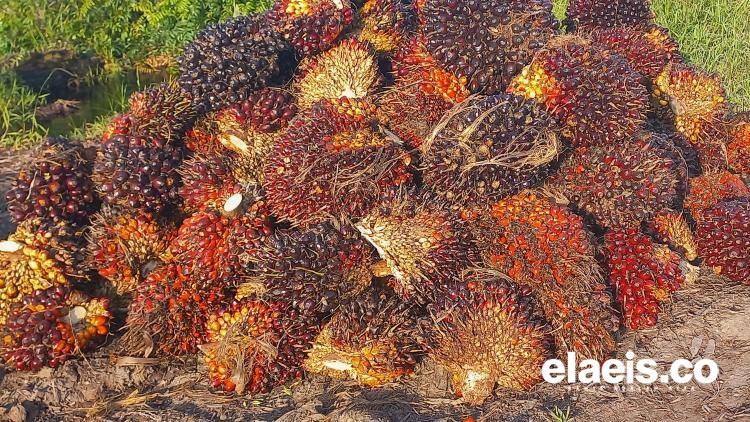 Alhamdulillah, Harga Sawit di Jambi Moncer Lagi