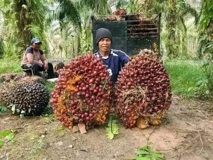 Agak Lain Penetapan Harga TBS Mitra Plasma Aceh Periode 27 Juni - 11 Juli 2024