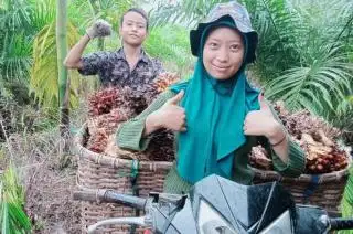 Harga Sawit Sumut Ditetapkan Naik Jadi Rp2.970,16/Kg