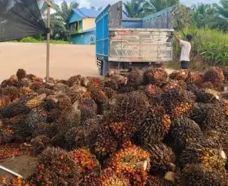 Pabrik Kelapa Sawit Komersil Banyak Efek Negatif Bagi Petani