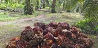 Periode Pertama Juli, Harga Sawit di Kalbar Rp2.746,92/Kg