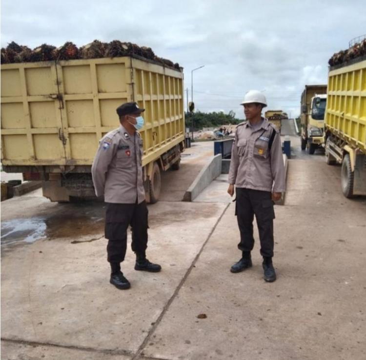 Tembus Rp 3.000/Kg, Harga TBS Sawit Sumbar Termahal di Indonesia