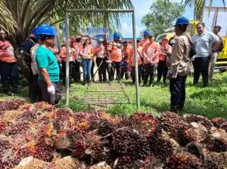 17 Negara Sehaluan Pelajari Praktik Sawit Berkelanjutan di Indonesia