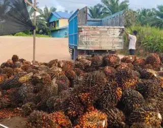 Sepanjang Juli, Harga Sawit di Sulbar Rp2.547,40/Kg