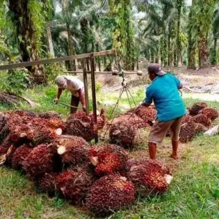 Harga Resmi TBS Sawit Empat Provinsi Tembus Rp 3.000/Kg, di Pabrik Berapa?