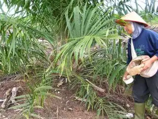 Impor Pupuk Riau Melonjak 63 Persen