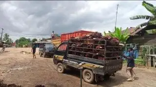 Harga Sawit Kalteng Dibeli Rp2.860,82/Kg