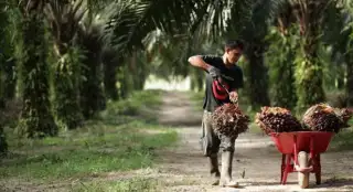 Harga TBS Sawit Mitra Swadaya Riau Terdegradasi ke Level Rp 2.000-an