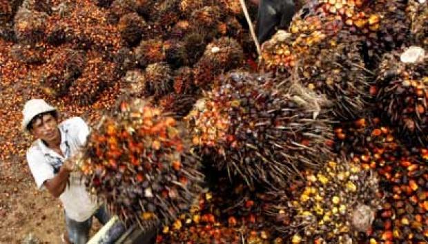Jelang Penetapan Disbun, Sejumlah PKS di Riau Naikkan Harga TBS