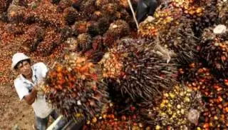 Menanjak Lagi, Harga TBS Sawit Plasma Riau Tertinggi Rp 3.045,42/Kg