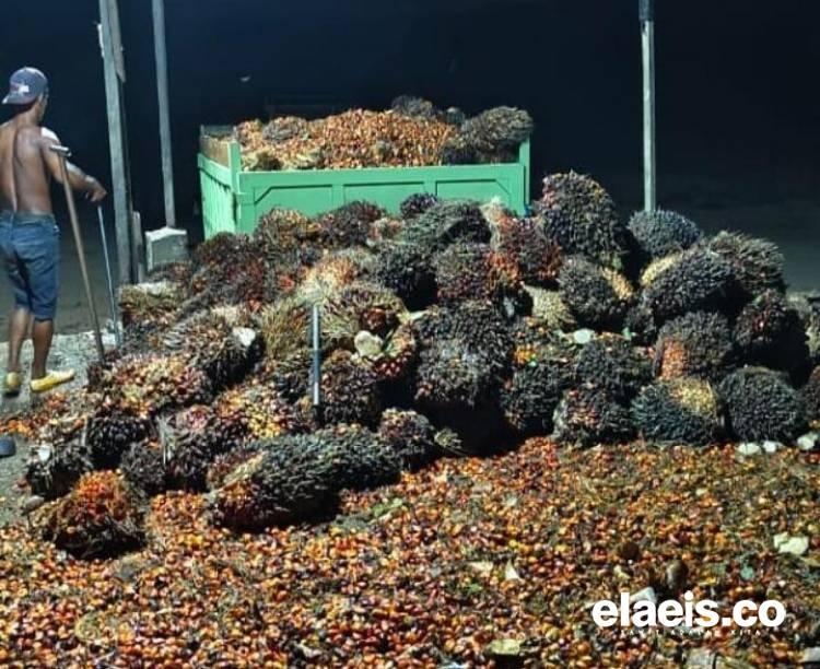 Petani Dukung Pemkab Kukar Programkan RAD Kelapa Sawit Berkelanjutan