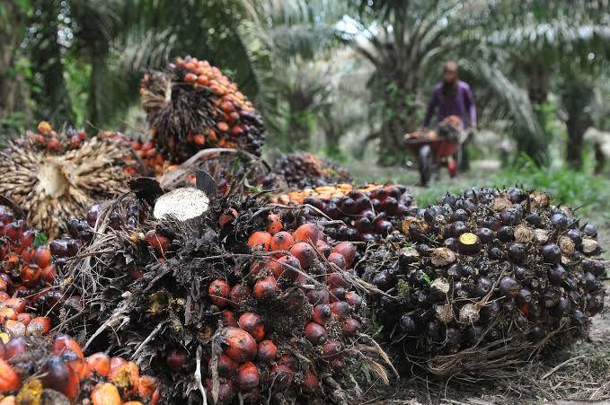 Mantap Lur, Harga TBS Sawit Mitra Swadaya Riau Naik Lagi