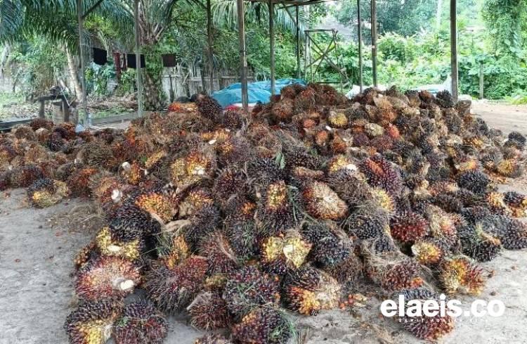 Oalah, Periode Pertama Agustus, Harga TBS Sawit di Babel Turun