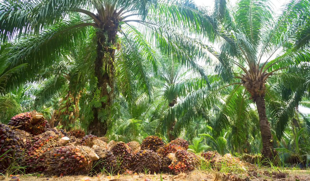 Geser Sumbar, Sumut Jadi Jawara Harga TBS Sawit se-Indonesia