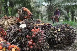 Harga TBS Sawit Plasma Riau Makin Membubung, Nyaris Rp 3.200/Kg
