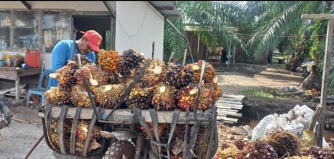 Harga TBS Sawit Sultra Naik Signifikan, Berikut Daftar Lengkapnya