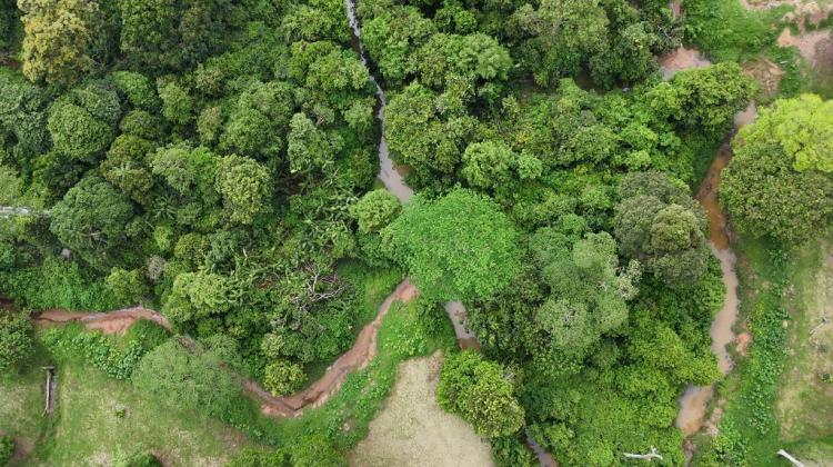 Tentang 'Zamrud Tersembunyi' di Kebun Tandun