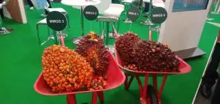 Musim Mas Kenalkan 4 Varietas Baru Sawit, Rendemennya Hingga 30%