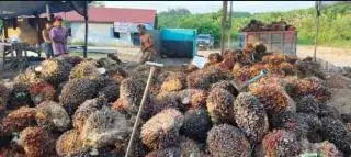 Belum Goyah, Harga TBS Sumut Masih yang Termahal di Indonesia
