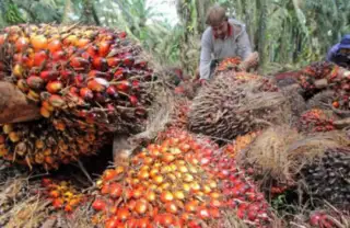 Ekonomi Riau Terancam Penurunan Produksi Sawit dan Migas