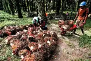 Periode II Oktober, Harga TBS Sawit Tertinggi di Sumsel Ditetapkan Rp 3.268,87/Kg
