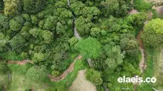 Tentang 'Zamrud Tersembunyi' di Kebun Tandun
