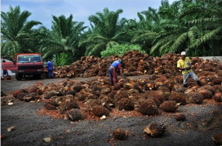 Naik Lagi, Harga TBS Sawit Sumut Makin Berkibar