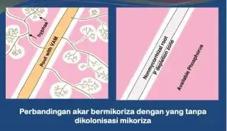 Produktivitas Rendah Karena Tanah Asam? Begini Solusi Versi Peneliti BRIN