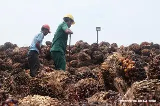 Draw, Sumut-Sumbar Berbagi Tempat di Puncak Klasemen Harga TBS Sawit