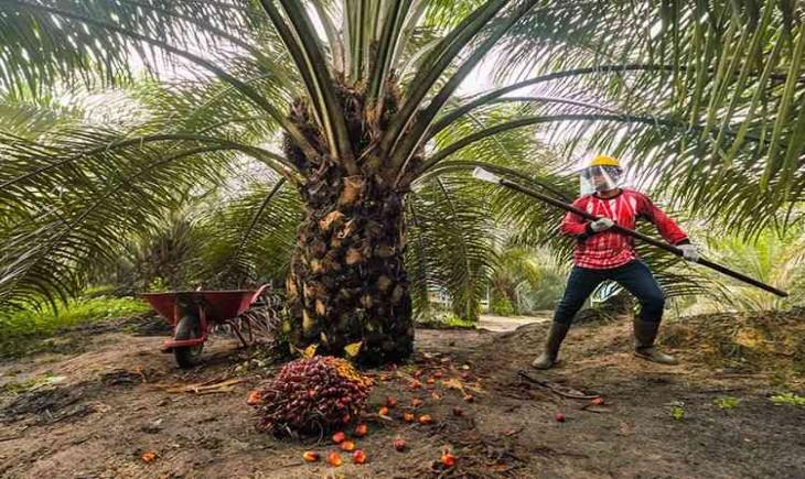 Harga Tandan Buah Segar (TBS) Kelapa Sawit di Jambi Mulai Melemah Periode 20-26 Desember 2024